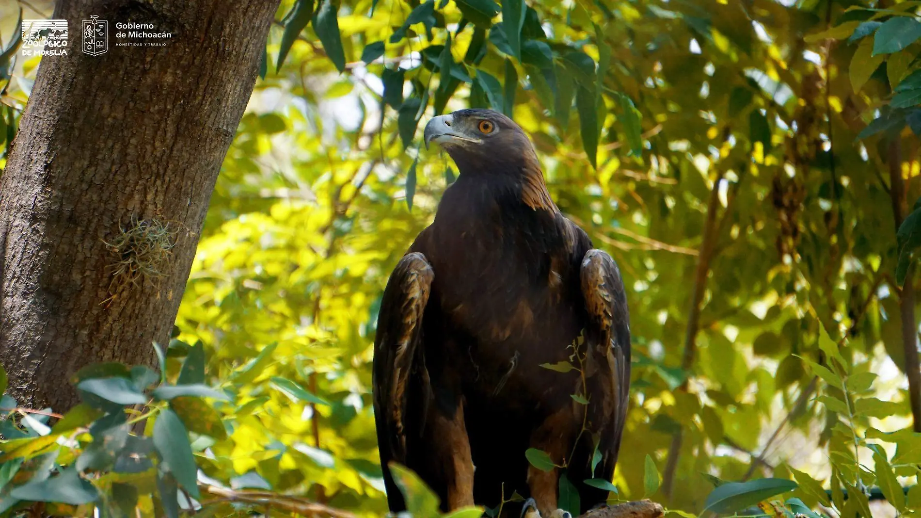 águila real zoo